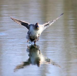 Common Teal