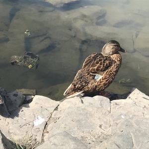 American Black Duck