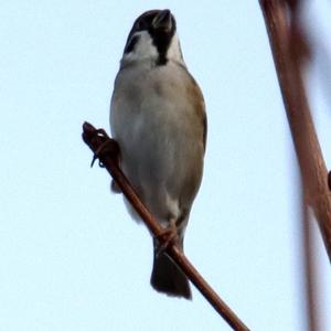 Eurasian Tree Sparrow