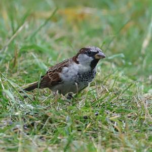 House Sparrow