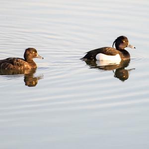 Tufted Duck