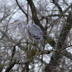 Grey Heron