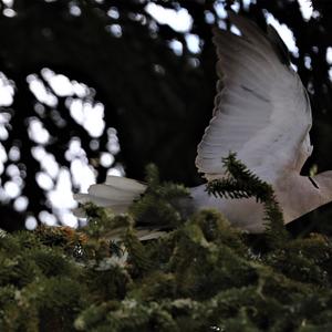 Eurasian Collared-dove