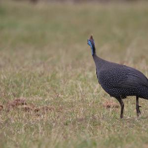 Helmeted Guineafowl