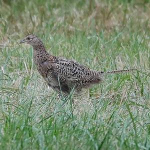 Common Pheasant