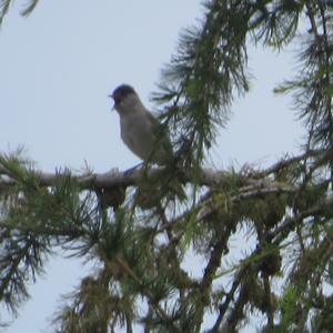 Blackcap