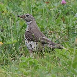 Mistle Thrush