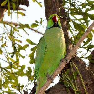 Rose-ringed Parakeet