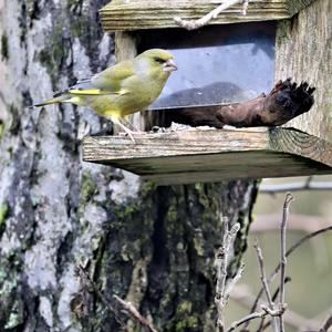 European Greenfinch