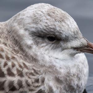 Herring Gull