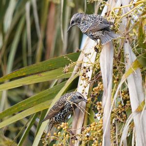 Common Starling