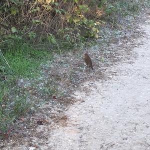 European Robin