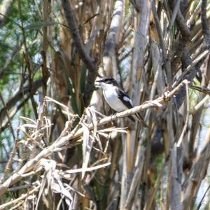 European Pied Flycatcher