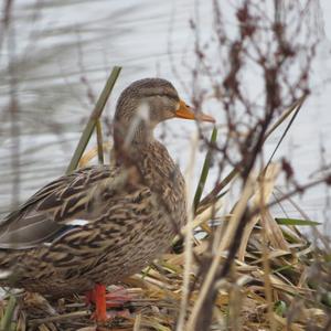 Mallard