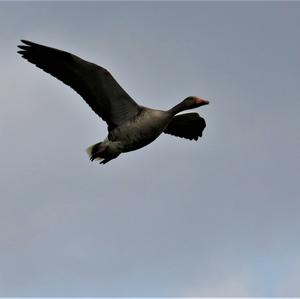 Greylag Goose