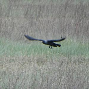 Eurasian Jackdaw