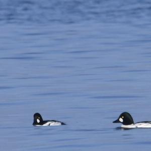 Common Goldeneye