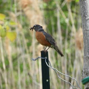 American Robin