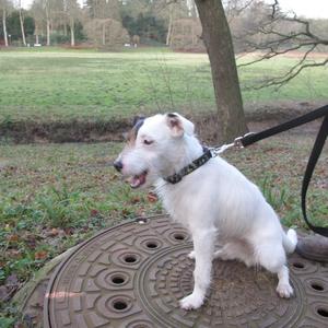 Parson Russell Terrier