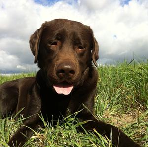 Retriever (Labrador)