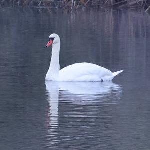 Mute Swan