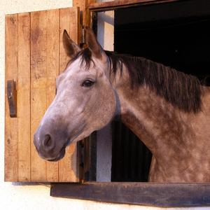 Andalusian Horse