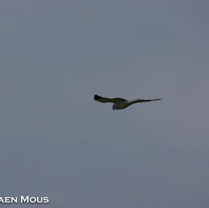 Northern Harrier