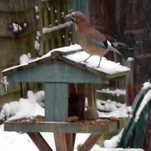 Eurasian Jay