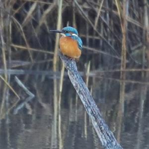 Common Kingfisher