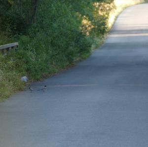 Azure-winged Magpie