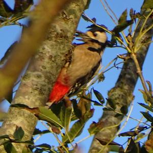 Great Spotted Woodpecker