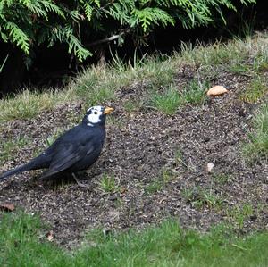 Eurasian Blackbird