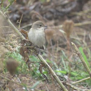 European Pied Flycatcher