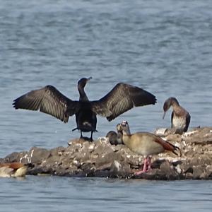 Great Cormorant