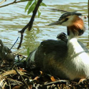 Great Crested Grebe