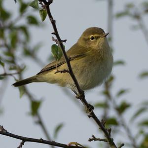 Common Chiffchaff