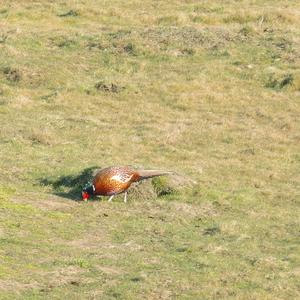 Common Pheasant