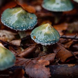 Blauer Träuschling