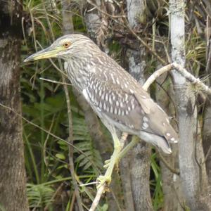 Black-crowned Night-heron