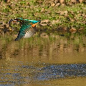 Common Kingfisher