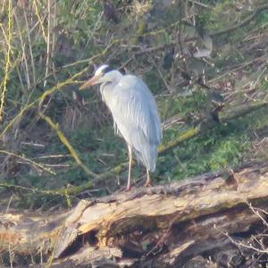 Grey Heron