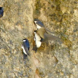 Northern House-martin