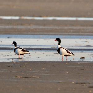 Common Shelduck