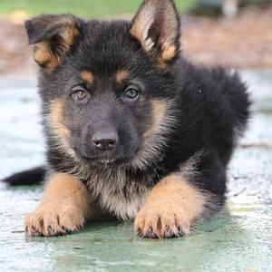 German Shepherd