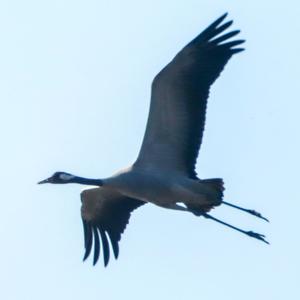 Common Crane