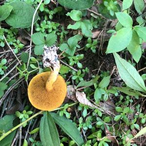 Peppery Bolete