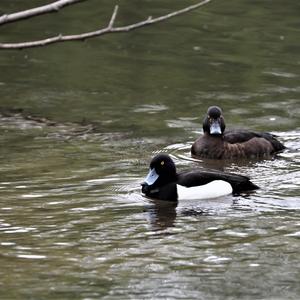 Tufted Duck