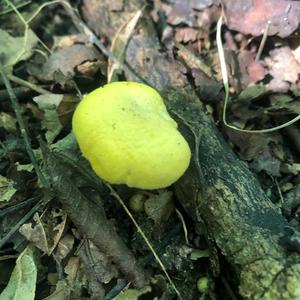 Chanterelle, Common