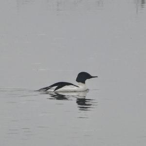 Common Merganser