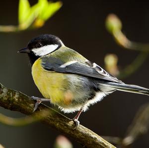 Great Tit